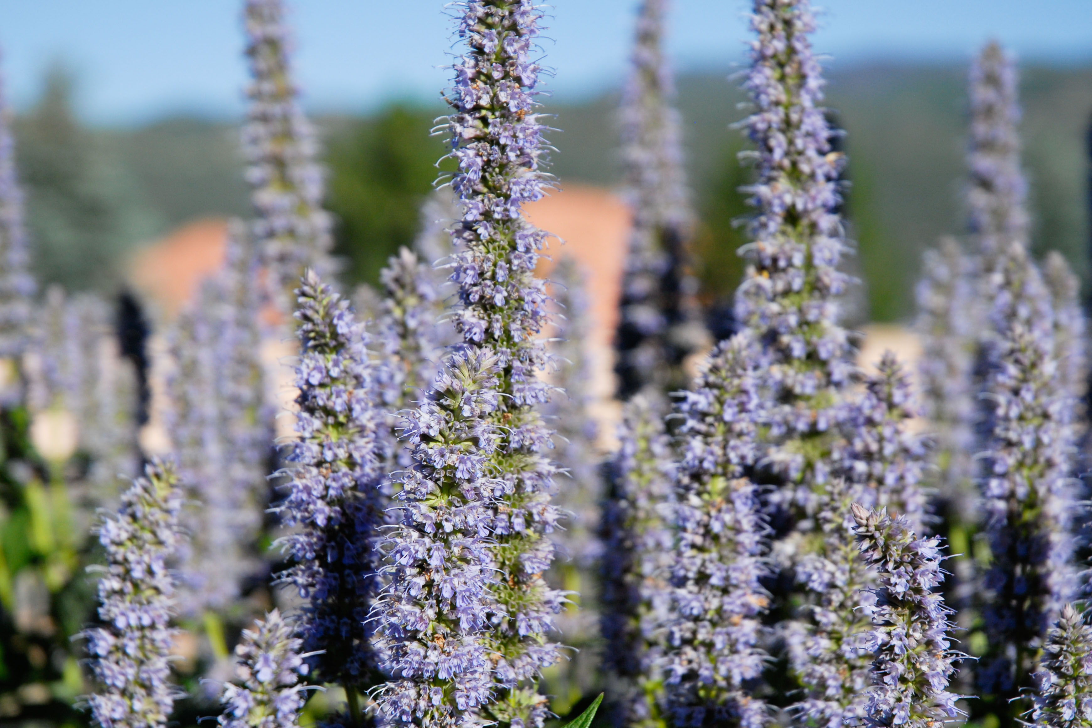 Blue Fortune Hyssop